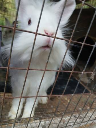 Bred rabbit 1