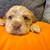 American Cocker Spaniel 2 thumbnail