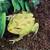 Pacman frogs 1 thumbnail
