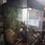 Gecko in large nicely landscaped terrarium 5 thumbnail