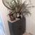 $200- Ceci Thompson Jax Cerused Entryway Cabinet (Crate & Barrel) 2 thumbnail