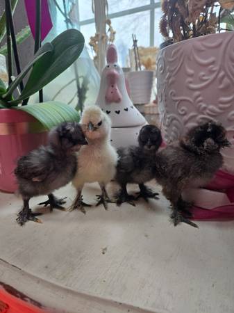 Silkie chicks 1