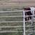 Herd dog 3 thumbnail