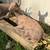 Large concrete deer statue 4 thumbnail