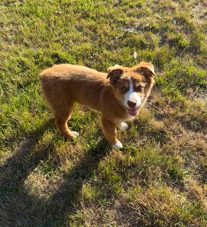 Rehoming pup63885717449987120