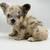 Fluffy French Bulldogs (Frenchie) 8 thumbnail