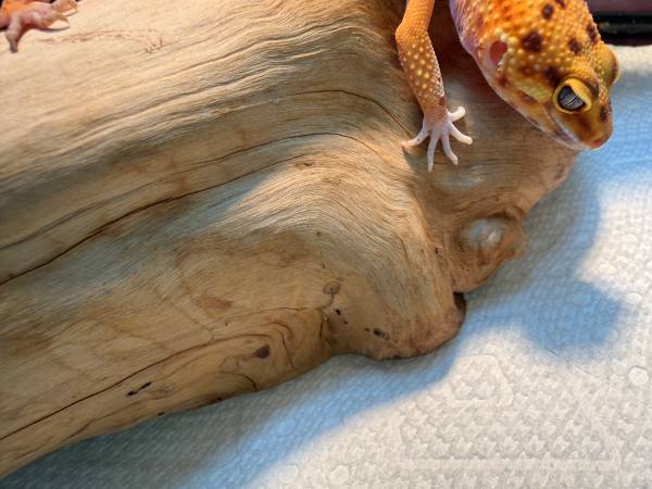 Leopard Gecko and enclosure (Beloit)