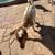 Polled Nigerian Dwarf Kids 7 thumbnail