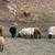 Ram Lambs 2 thumbnail