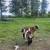 Nigerian Dwarf Goats 2 thumbnail