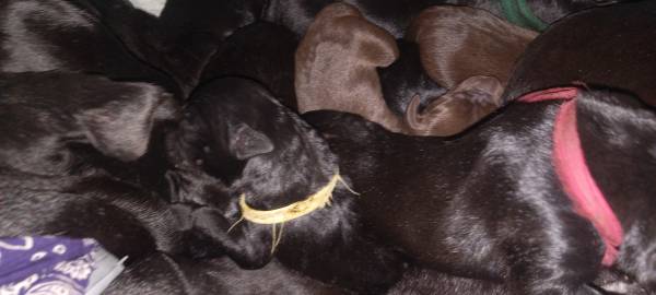 Cachorros recién nacidos de cruce entre labradoodle y pitmastiff (Santa Barbara)