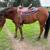 3 yr old Quarter Pony / Andalusian Cross 4 thumbnail