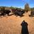 Bred cows 4 thumbnail