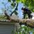 🌳 Tree Services, Trimming, Removal, Clean up, Stump grinder.🌳 10 thumbnail