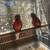 Bird birds 2 thumbnail