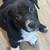 Male mixed breed 3 thumbnail