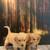 Poodles mix puppies for rehoming 1 thumbnail