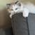 Honey Male Ragdoll 1 thumbnail
