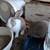 Rabbits 1 thumbnail