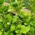 Mexican Lime Key Lime tree for sale Organic 3 thumbnail