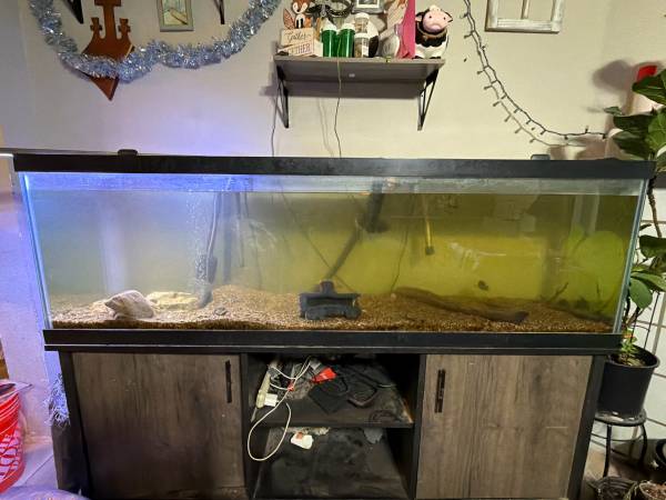 Fish Tank 1