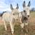 Mini Burro-ing into new home 1 thumbnail