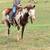 Apha gelding 2 thumbnail