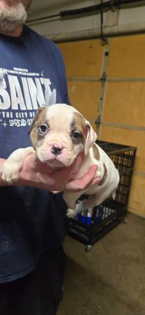 American bulldog (Chesterton)