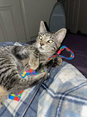 Gata atigrada hembra busca buen hogar (Rochester)63902739791747120