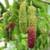 Pakistani Mulberry Tree 8 thumbnail