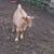 Nigerian Dwarf Goats 7 thumbnail