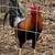 Game Chickens 7 thumbnail