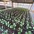 Warrenton Plants Nursery Nurseries 6 thumbnail
