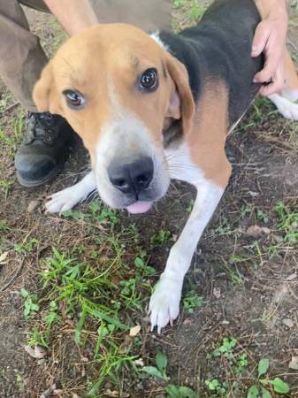 Walker Coon Hound (Farmdale)63661192762625122
