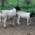dorper ram lamb 1 thumbnail