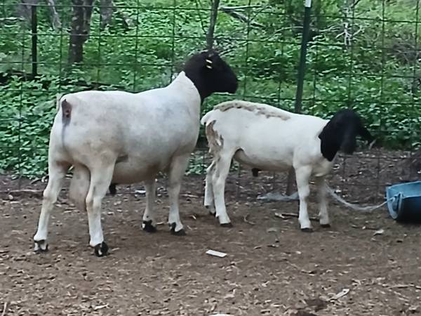 dorper ram lamb 1
