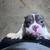 Exotic Bully Puppies 18 thumbnail
