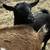 Nigerian Dwarf Doe 1 thumbnail