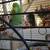 PARROLETS BIRDS 2 thumbnail