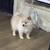 Pomeranian 2 thumbnail