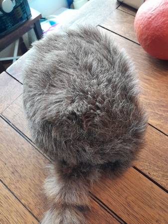 Davey Crockett Hat,child size - $8 (San Francisco near Zoo)63471457941121121