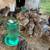 Coturnix Quail 3 thumbnail