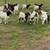 Goats For Sale 12 thumbnail