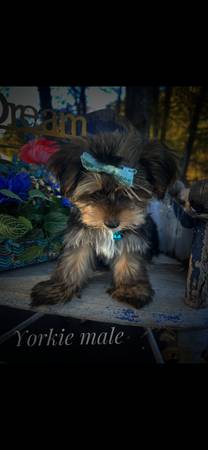 Adorable male yorkie 1
