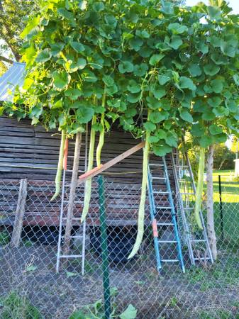 Long gourd 1
