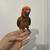 Handfed male redfactor sun conures 3 thumbnail