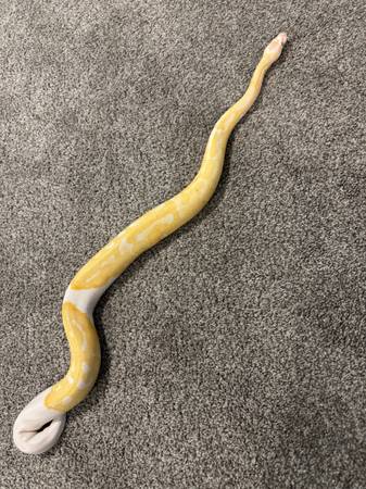 Albino Ball Python-Macho 2años (Omaha)63670824188035120