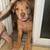 Pitbull Puppies 1 thumbnail