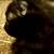 American Curl (Alpine) Kittens 17 thumbnail