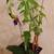 plants in vases 6 thumbnail